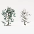 Dead Trees 3d model