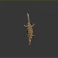 Realistic Crocodile Statue With Textured Scaly Skin In Lying Position For Home Decoration