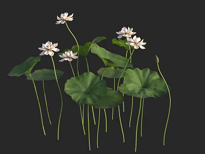 Lush Aquatic Plants With White Lotus Flowers And Green Leaves 3d model
