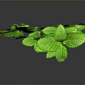 Green Mint Plant With Fresh Vibrant Leaves On Dark Reflective Background