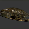 Turtle Shell Organ With Detailed Natural Texture And Brown Pattern Design 3d model