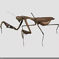 Brown Mantis Insect With Long Legs And Extended Front Limbs On Black Background 3d model