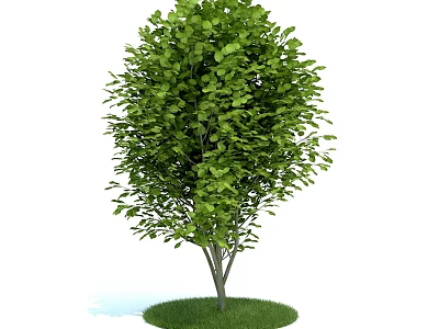 Healthy Tree With Lush Green Leaves And Single Trunk On Circular Grass Base 3d model
