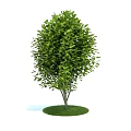 Healthy Tree With Lush Green Leaves And Single Trunk On Circular Grass Base
