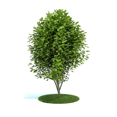 Healthy Tree With Lush Green Leaves And Single Trunk On Circular Grass Base 3d model