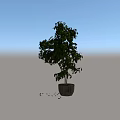 Bonsai Potted Plant With Lush Green Leaves In Wicker Basket For Indoor Decoration