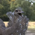 Fluffy Feathered Ostrich Standing On Grassland With Long Legs And Open Beak