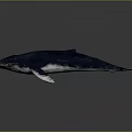Realistic Deep Blue Whale In Swimming Pose On Gray Background 3d model
