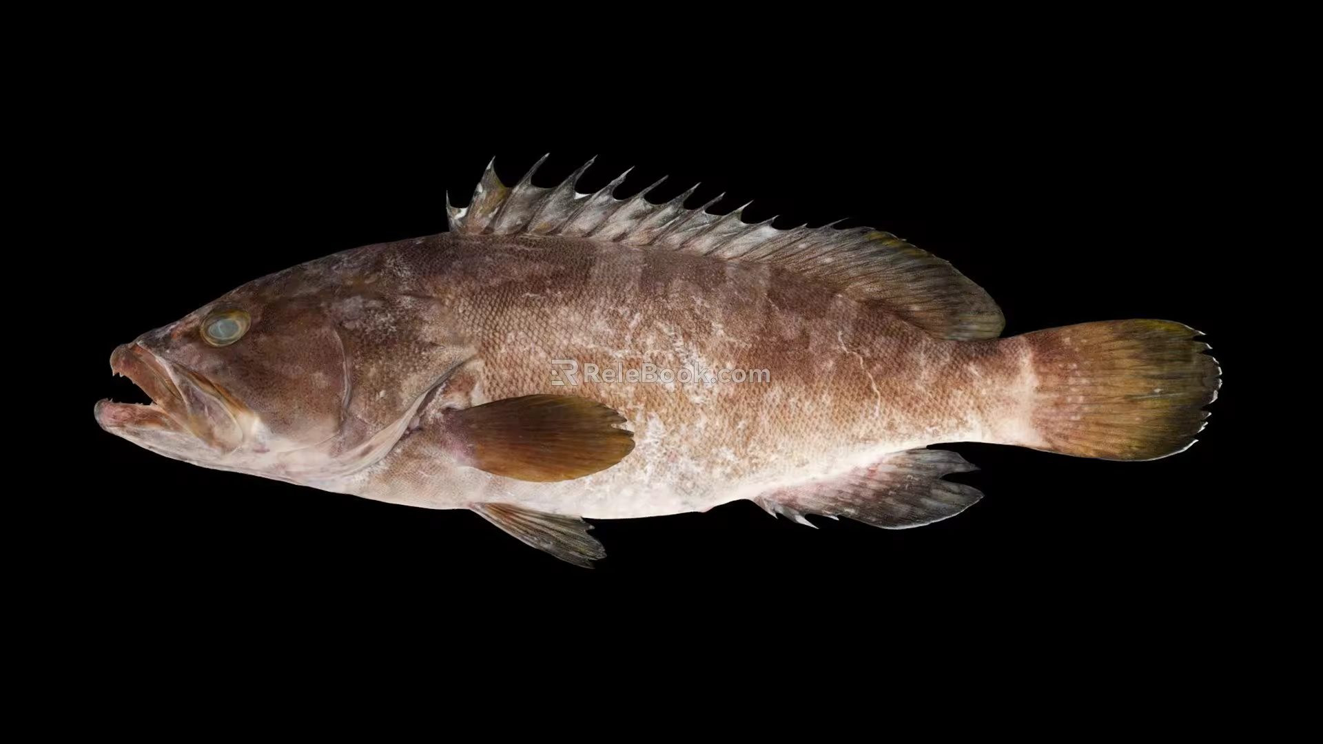 Modern Fish Grouper 3d model