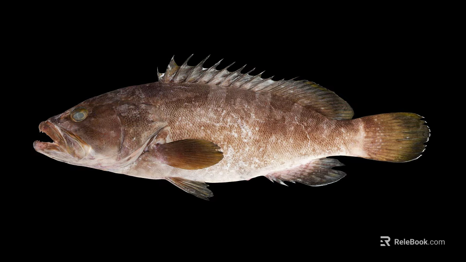 Large Brown Grouper Fish With Thick Body Prominent Scales And Distinctive Fins 3d model 