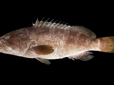 Large Brown Grouper Fish With Thick Body Prominent Scales And Distinctive Fins 3d model