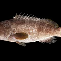Modern Fish Grouper 3d model