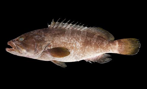 Modern Fish Grouper 3d model