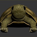 Turtle Turtle Cartoon Turtle Snapping Turtle Chickbill Turtle Reptile Cold Blooded Animal Reptile Reptile Class 3d model