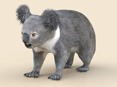 Realistic Koala With Gray Fur And White Chest Standing 3d model