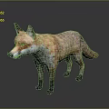 Realistic Red Fox With Orange And White Fur Standing On Grey Background Showing Detailed Texture