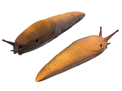 Two Brown And Yellow Reptile Snails Crawling With Antennae On White Background 3d model