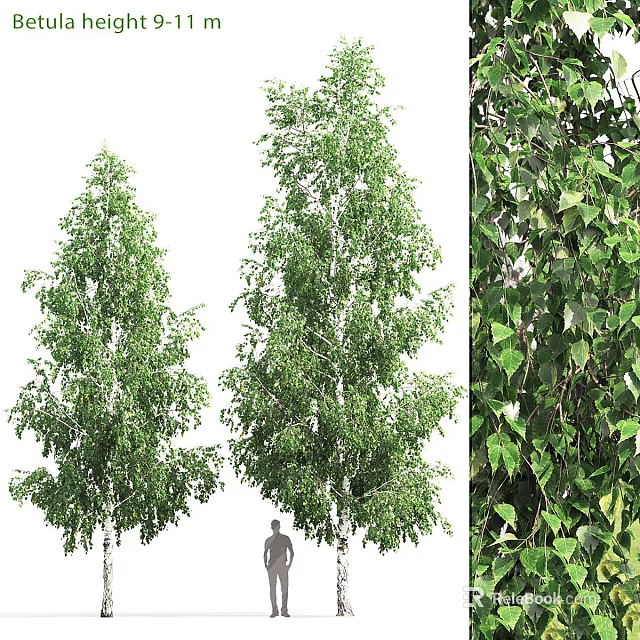 Tall Birch Trees and Lush Ivy Leaves as Charming Garden Accents in Outdoor Design 3d model 
