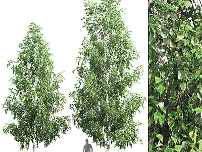 Tall Birch Trees and Lush Ivy Leaves as Charming Garden Accents in Outdoor Design 3d model