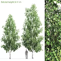 Tall Birch Trees and Lush Ivy Leaves as Charming Garden Accents in Outdoor Design