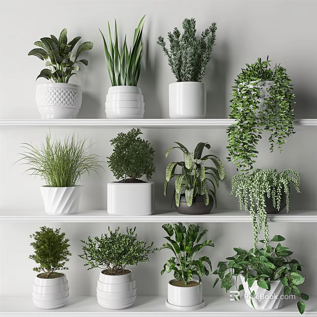 Bonsai and Potted Plants on White Shelves with Various Green Leaves for Indoor Decor 3d model 