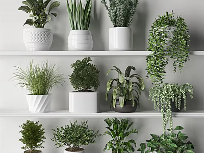 Bonsai and Potted Plants on White Shelves with Various Green Leaves for Indoor Decor 3d model