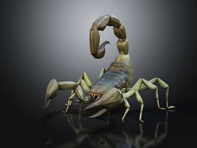 Scorpion 3D Model With Detailed Body Curved Tail And Sharp Claws On Black Reflective Surface 3d model