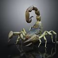 Scorpion 3D Model With Detailed Body Curved Tail And Sharp Claws On Black Reflective Surface