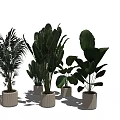 Indoor Potted Plants With Various Green Leafy Species In Modern Ceramic Pots