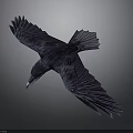 Majestic Black Crow Flying With Spread Wings Against Gray Background