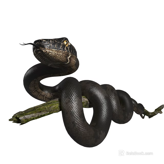 Black Snake Coiled On Tree Branch With Tongue Flicking And Alert Eyes Reptile Wildlife Closeup 3d model 