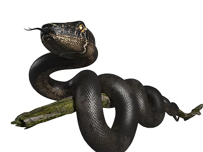 Black Snake Coiled On Tree Branch With Tongue Flicking And Alert Eyes Reptile Wildlife Closeup 3d model