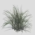 Tall Green Ornamental Grass In Cluster With Long Leaves Slender Stems And Natural Texture