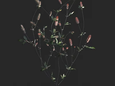 Delicate Wildflowers Featuring Green Foliage And Pink Spikes On Slender Stems 3d model