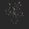 Delicate Wildflowers Featuring Green Foliage And Pink Spikes On Slender Stems
