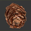 Brown Textured Pine Cone Plant Surface Details Close Up Studio High Definition 3d model