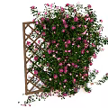 Lush Climbing Flowers With Pink Purple Blooms And Green Leaves On Wooden Trellis