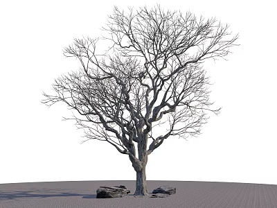 Tall Bare Branch Arbor with Thick Trunk and Stones on Gray Grid Ground 3d model