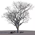 Tall Bare Branch Arbor with Thick Trunk and Stones on Gray Grid Ground