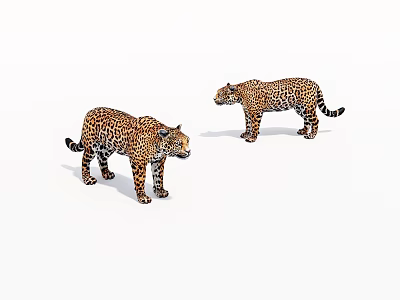 Two Spotted Leopards Standing On White Background In Studio Shot 3d model