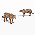 Two Spotted Leopards Standing On White Background In Studio Shot