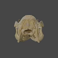 Detailed Animal Skull 3D Model In Science Lab For Anatomical Research