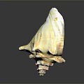 Yellowish White Conch Shell With Unique Spiral Shape And Textured Surface On Smooth Reflective Surface