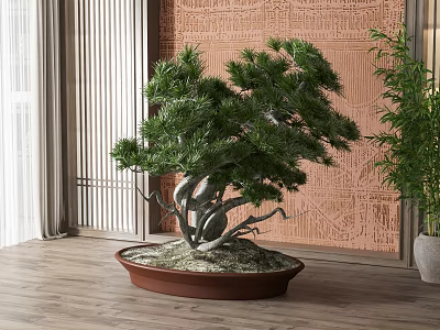 Indoor Pine Bonsai Tree With Twisted Trunk In Brown Pot On Wooden Floor 3d model