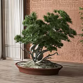 Indoor Pine Bonsai Tree With Twisted Trunk In Brown Pot On Wooden Floor