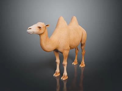 Realistic Light Brown Bactrian Camel Standing With Two Humps On Dark Background 3d model