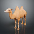 Realistic Light Brown Bactrian Camel Standing With Two Humps On Dark Background 3d model