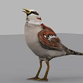 Realistic Bird Standing With Spread Black Wings Orange Breast And Yellow Beak