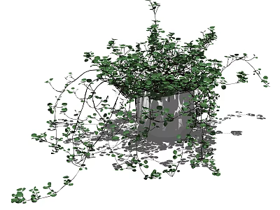 Bonsai Potted Plant With Lush Green Leaves And Trailing Vines In Ceramic Container 3d model