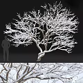 Snow Covered Tree With Intricate Branches And Human Silhouette Against Dark Background